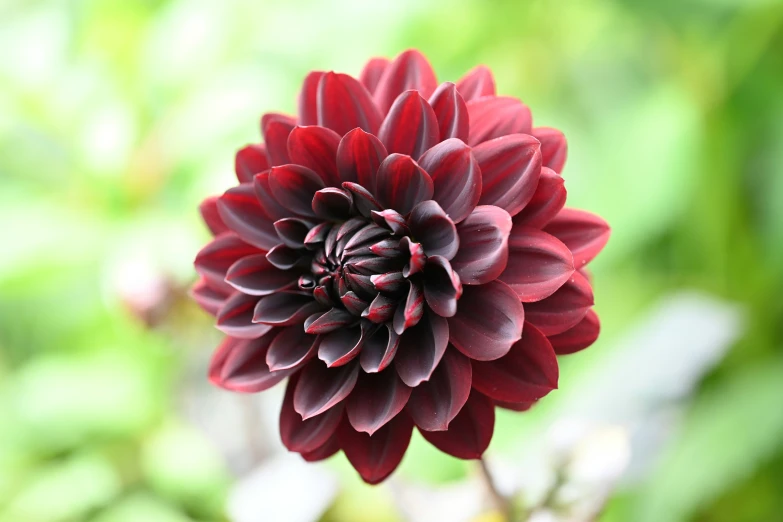 red flower is on its own and a blurry background