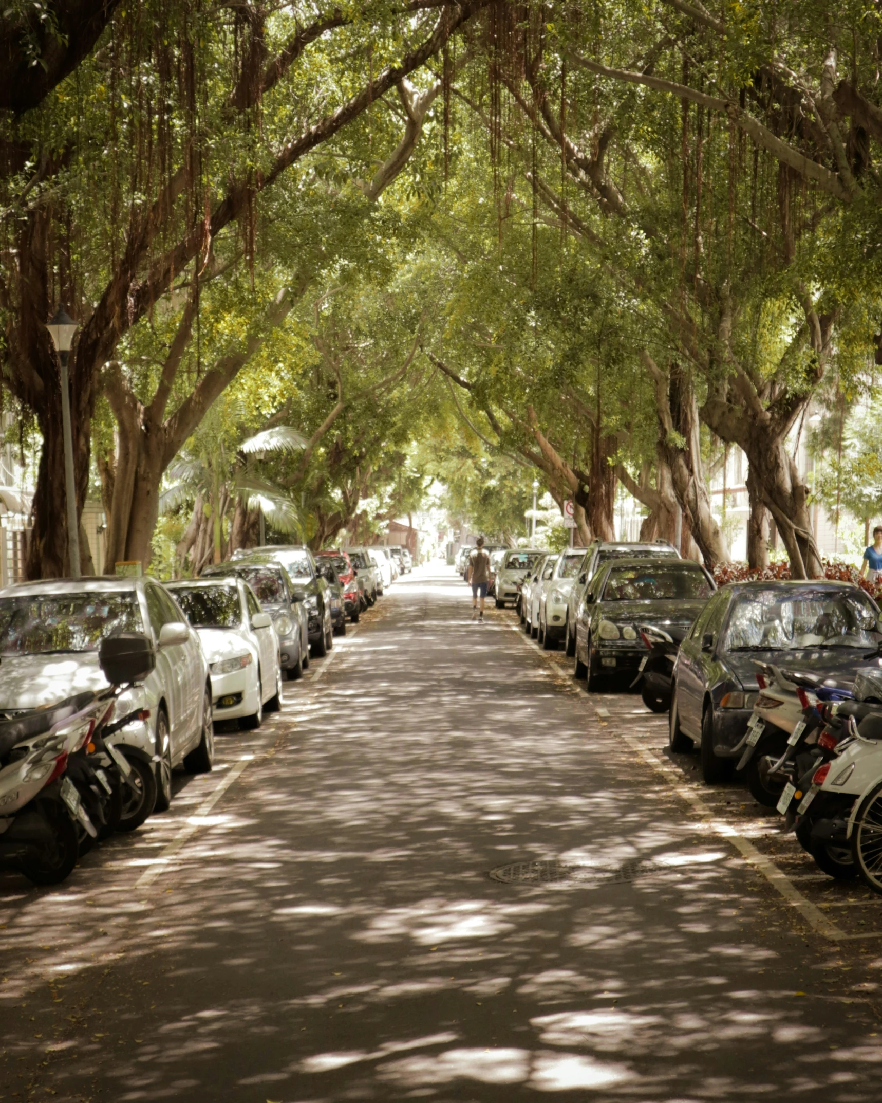 cars parked under a canopy of trees in a street