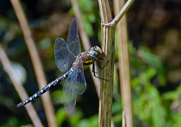 two dragonflies on top of a stalk in front of trees