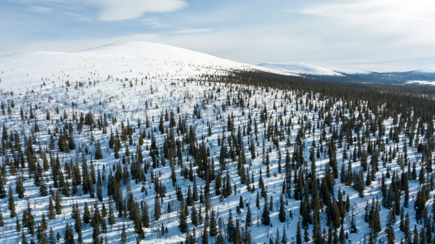 a large snow covered forest covered in trees