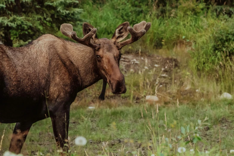 this moose is walking in the brush