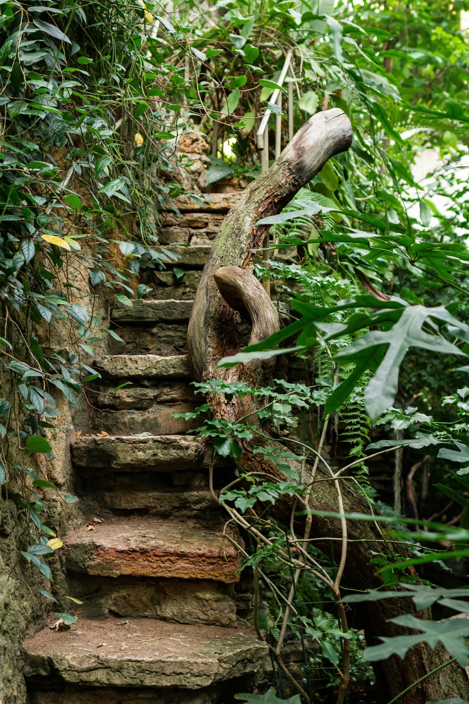 the stairs going up in the jungle have vines over them