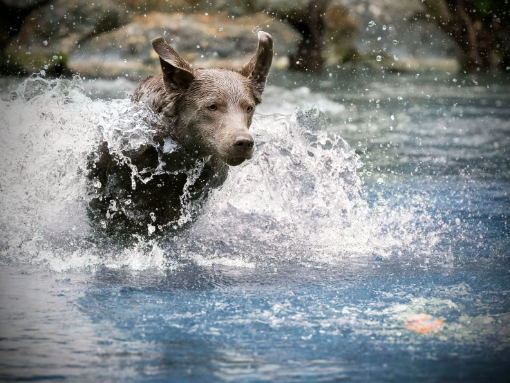 a dog running through water with its mouth open