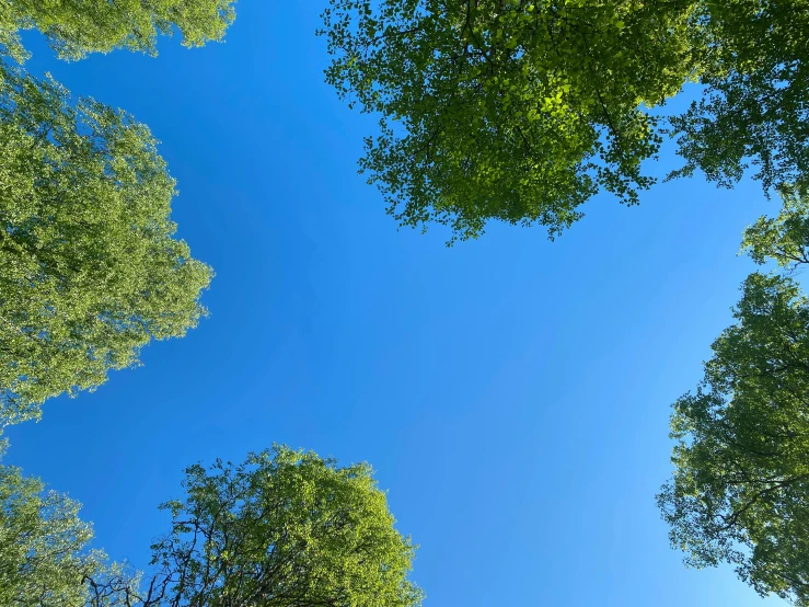 looking up into the canopy of green trees