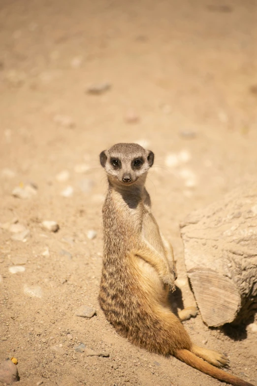 small animal standing on two legs in sandy area