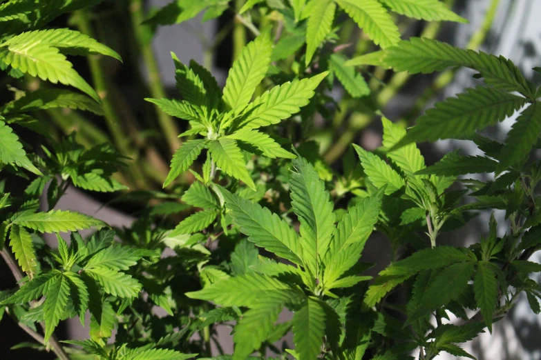 green leaves are growing in the yard of a house