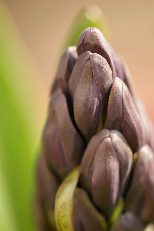 a bunch of fruits in a plant that is almost ready to be cut