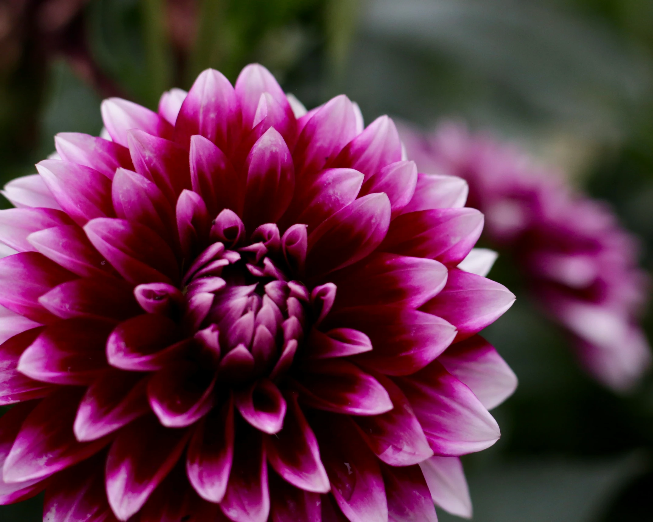 an image of a pretty purple flower in bloom