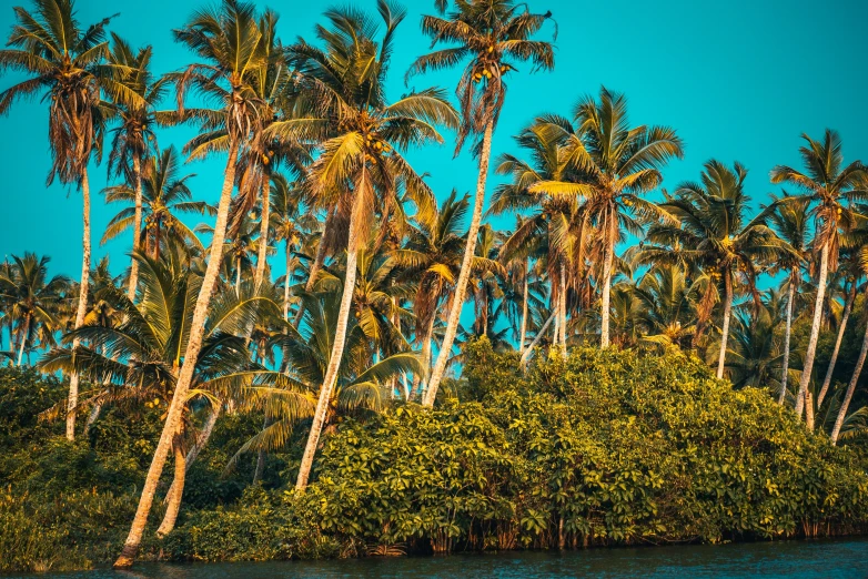 palm trees standing tall over the river