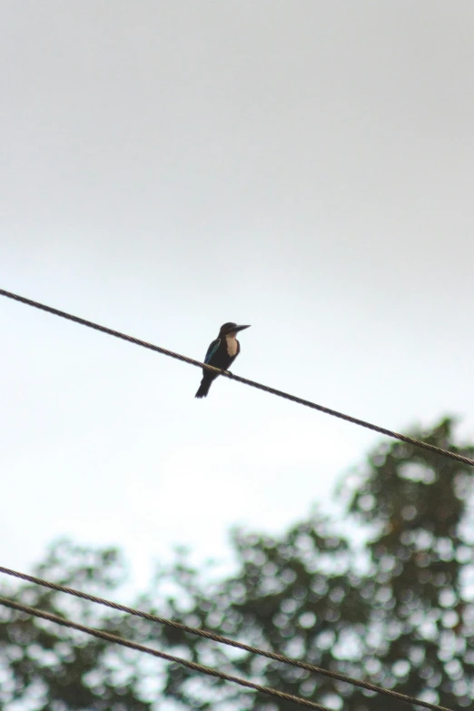 the bird on top of a wire is watching soing