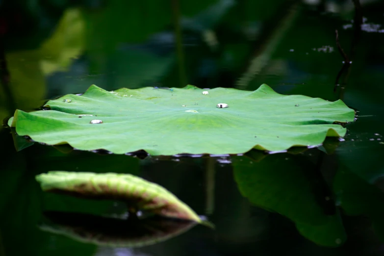 a green lily pad and water droplets on it