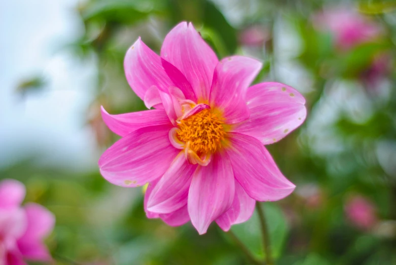 a pink flower with yellow center and green leaves