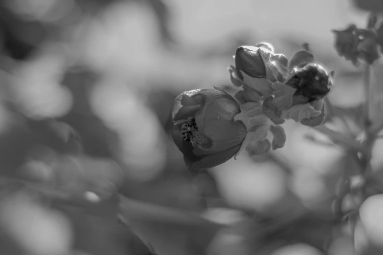 black and white pograph of flowers in a park