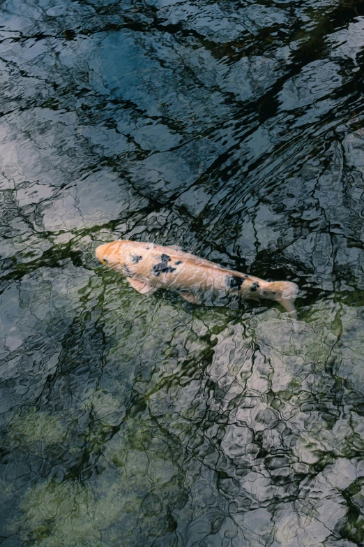 an orange and white fish floats in some water