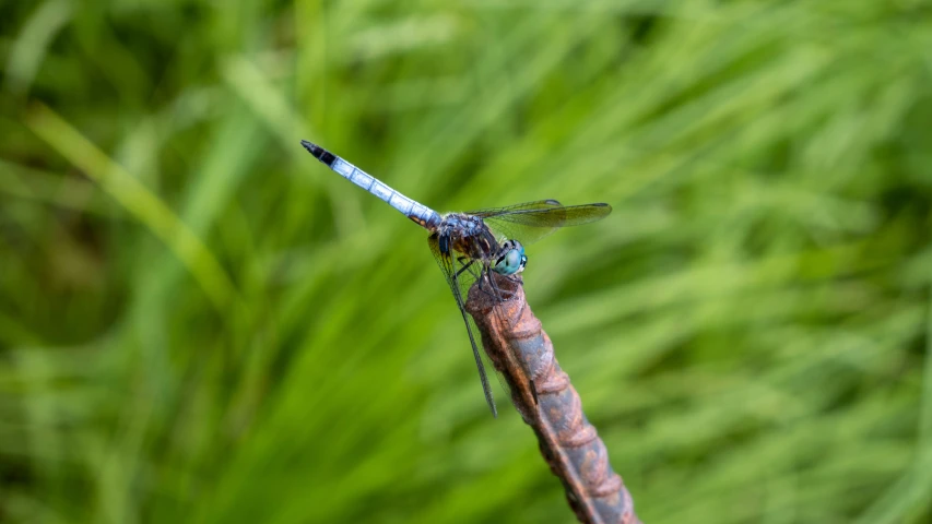 a small blue dragonfly resting on a leaf