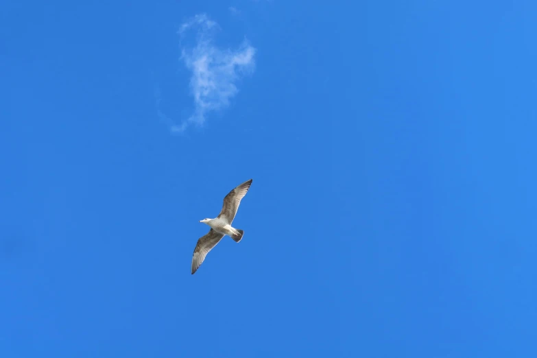 a bird flying through the blue sky on a sunny day