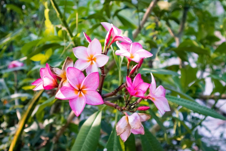 there is a beautiful pink flower on the tree nch