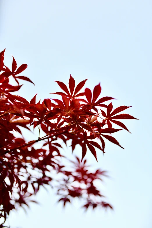 a leafy tree nch with some very red leaves