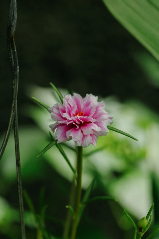 a single pink flower with leaves in the background