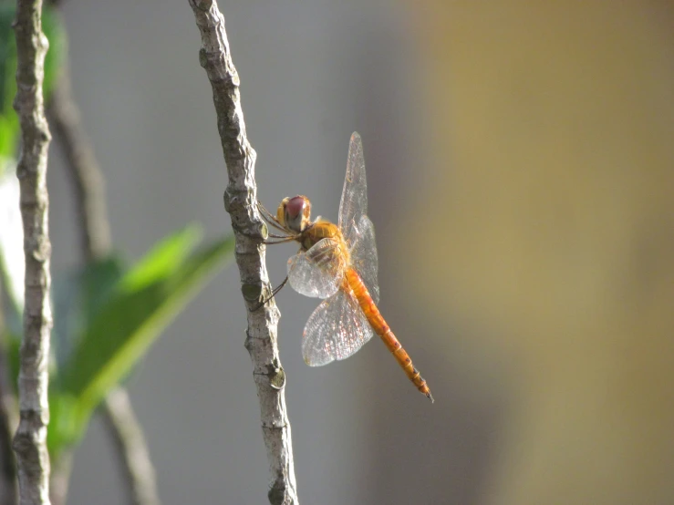 a small orange dragonfly flying over a leaf