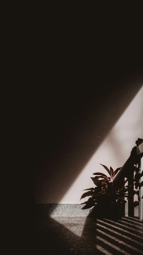 a sunbeam, shadow and plant against the wall