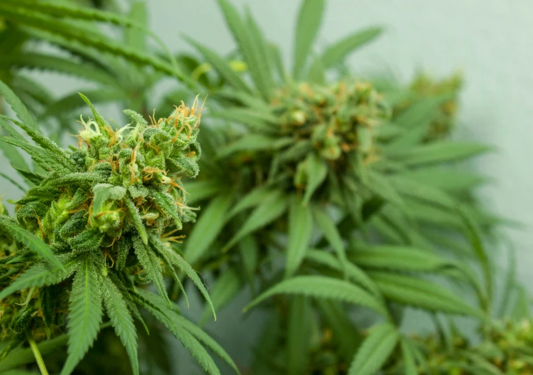 three marijuana plants with yellow and green leaves