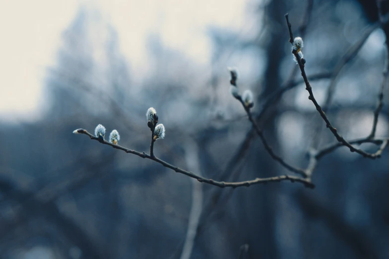 some small blue buds on some tree nches