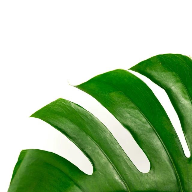 an elegantly colored abstract pograph of green leaves