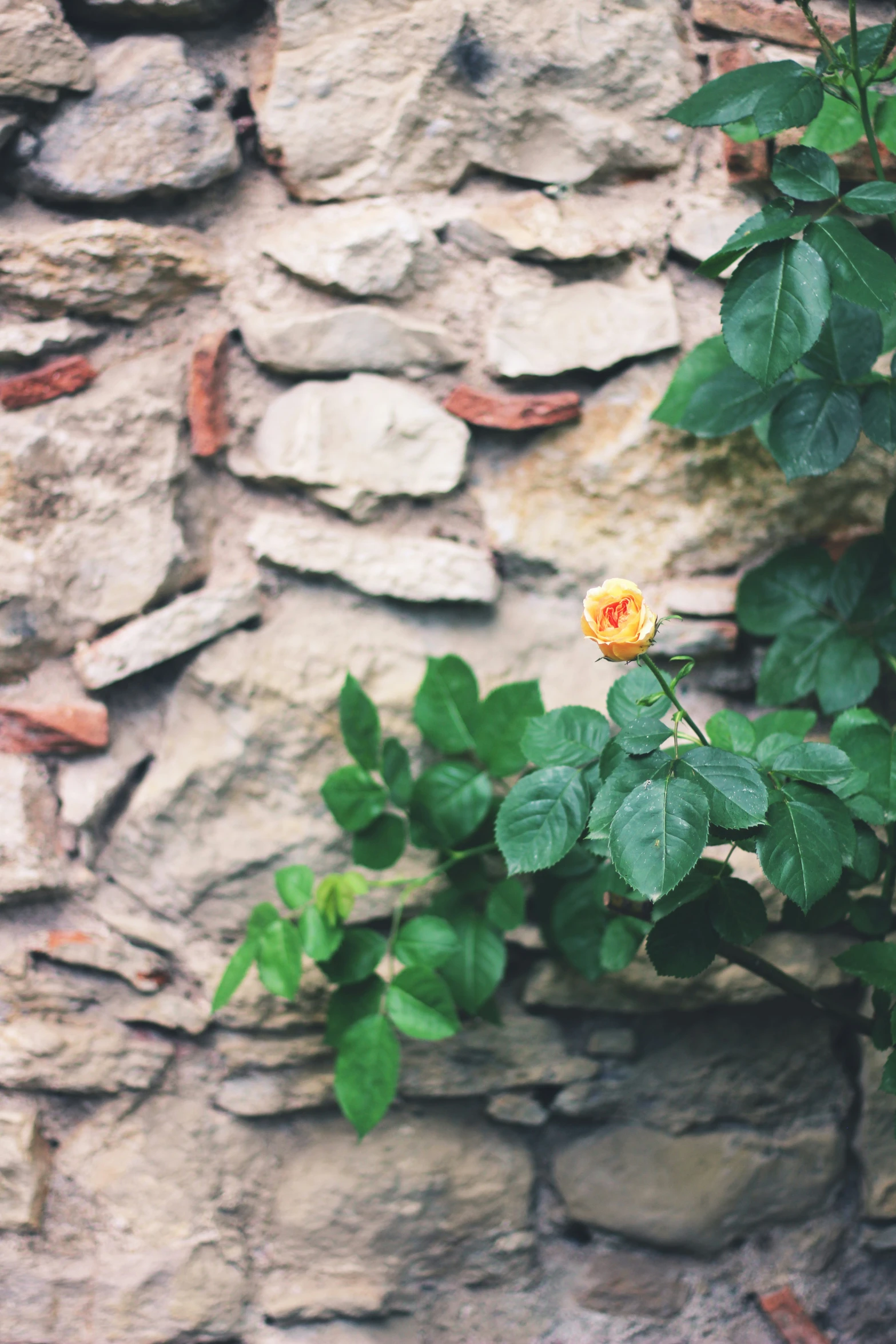 a yellow rose sitting on top of a plant