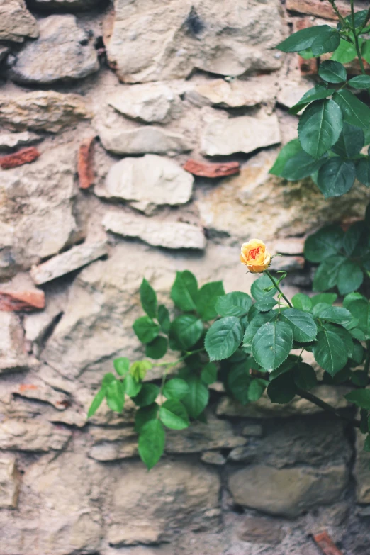 a yellow rose sitting on top of a plant