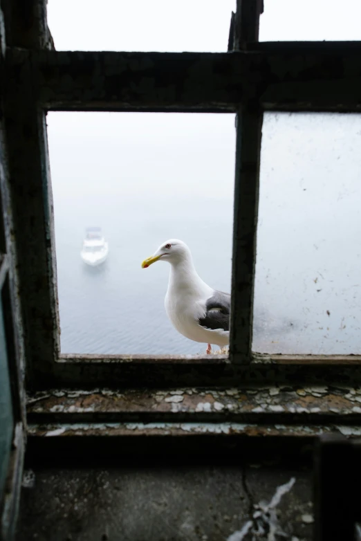 a seagull perched on the window sill, in front of a lake with some boats