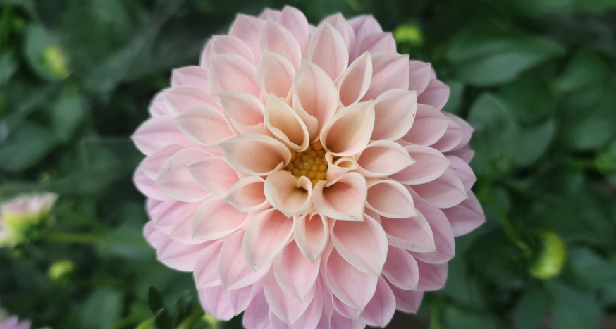 a big pink flower with some leaves in the background