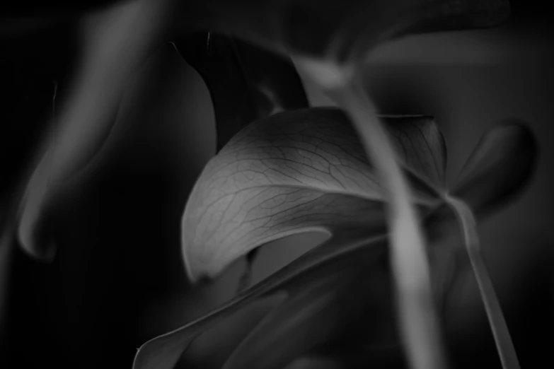 a black and white po of a flower