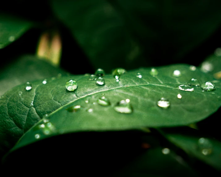 a green leaf with drops of water on it