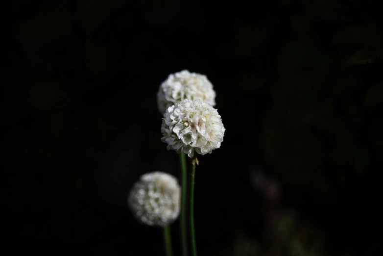 a small flower sits in front of another flower