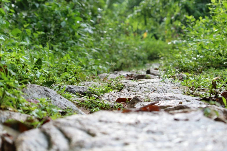 the rocks and grass are very green on this path