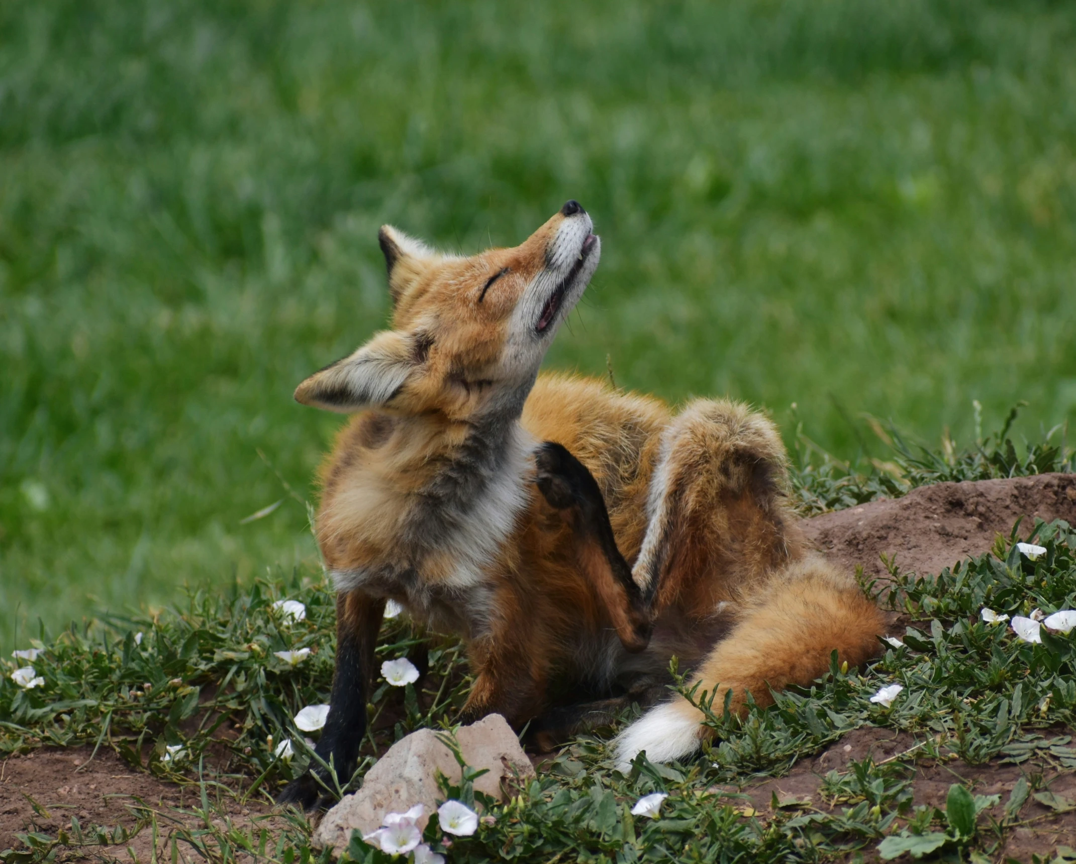 a young red fox cub takes a nap in the grass