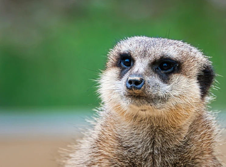 a meerkat looks into the distance, in front of some grass