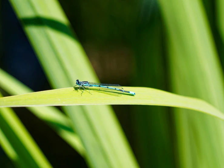 a bug sits on a leaf in the sun