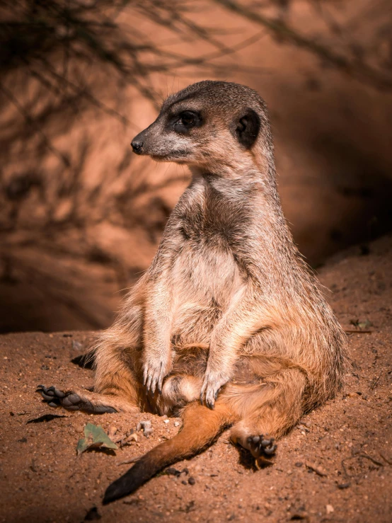 a meerkat looks up while sitting on the ground