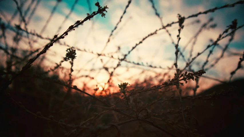 barbed wire over a small tree at sunset