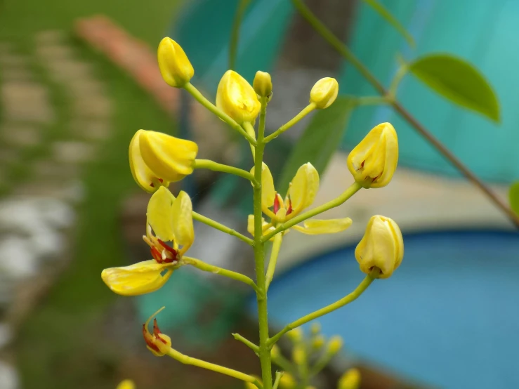 yellow flowers growing in front of a blue umbrella