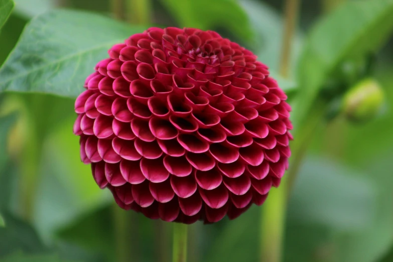 a large flower with red petals and green leaves