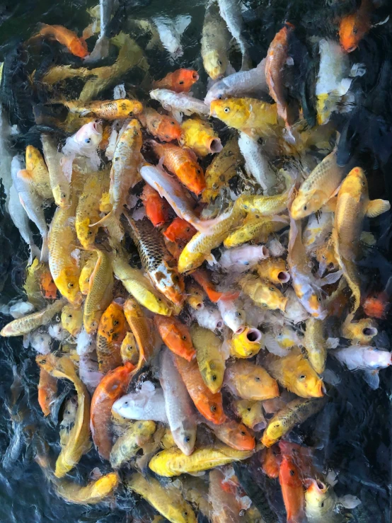 a large group of gold fish in a tank