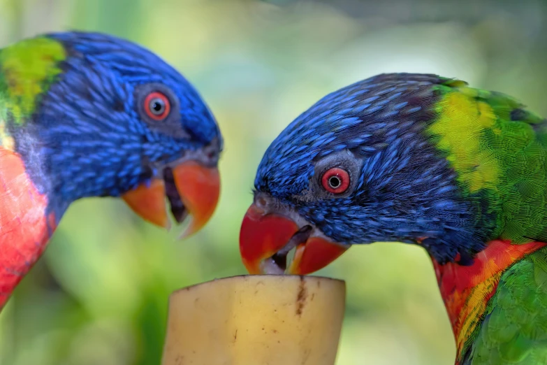 two colorful birds feeding on top of a banana