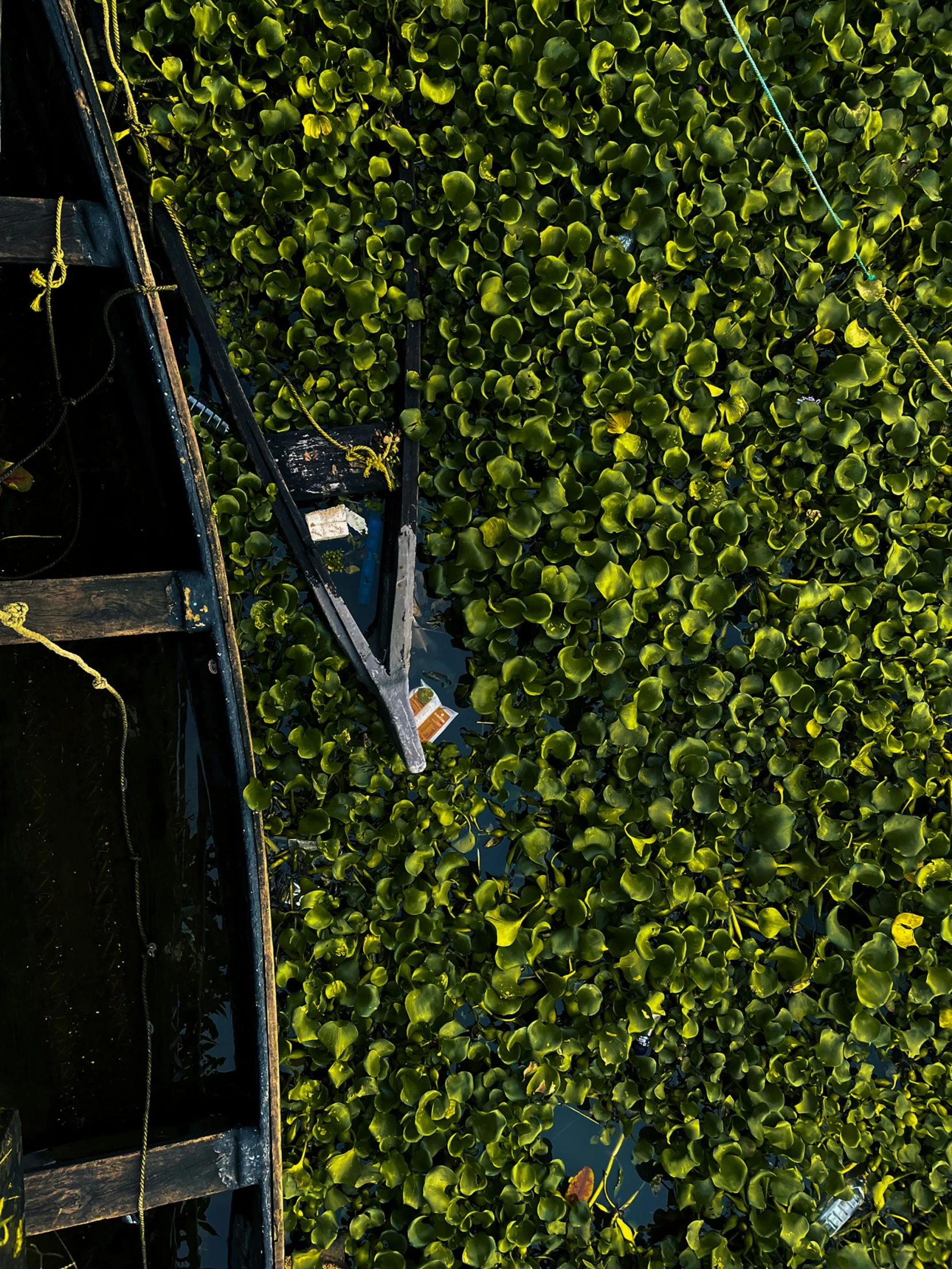 a boat in the water full of water plants