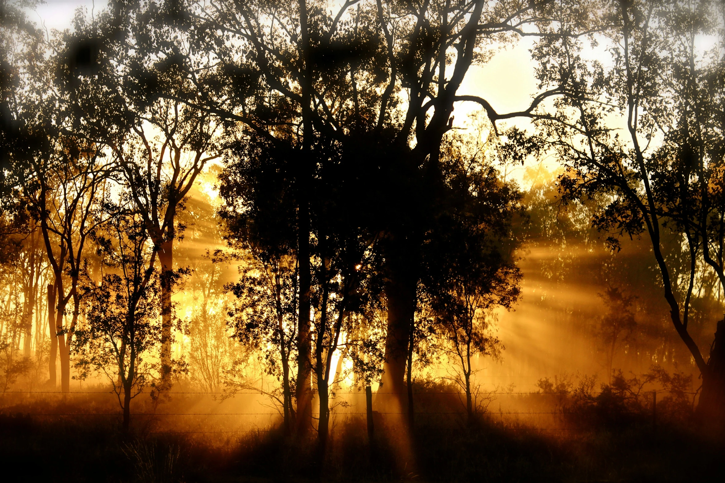 trees in the foreground in front of a sunset