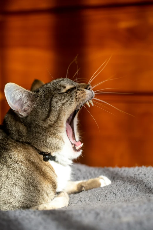 a cat yawns and looks up at soing