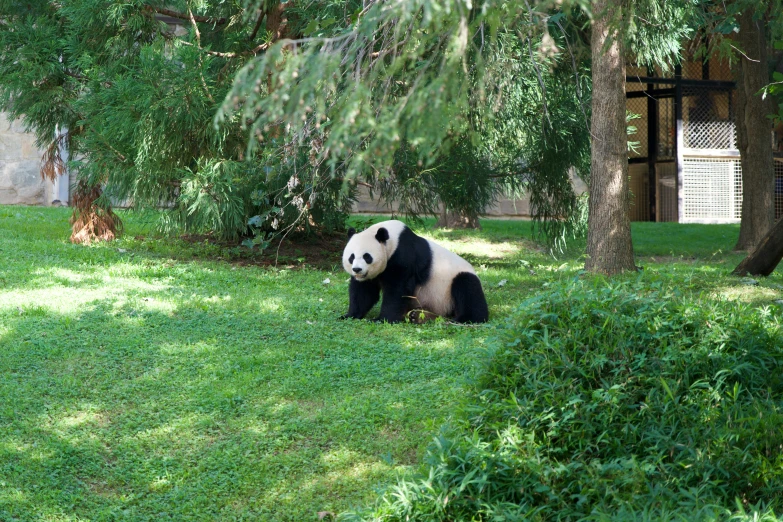 a panda bear sitting in a field surrounded by trees