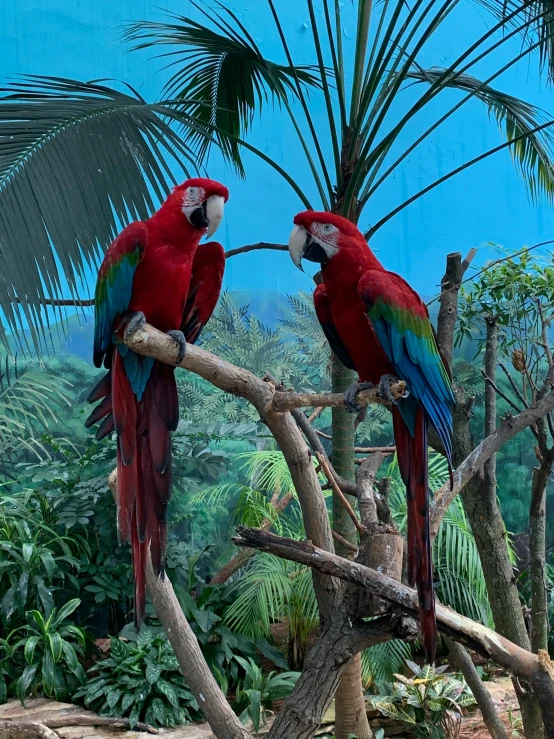 two colorful birds perched on a tree nch